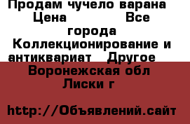 Продам чучело варана › Цена ­ 15 000 - Все города Коллекционирование и антиквариат » Другое   . Воронежская обл.,Лиски г.